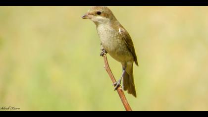 Kızılsırtlı örümcekkuşu