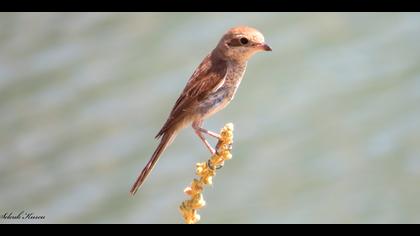 Kızılsırtlı örümcekkuşu