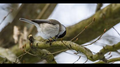Kayın baştankarası