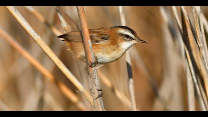 Bıyıklı kamışçın