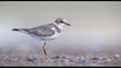 Halkalı küçük cılıbıt