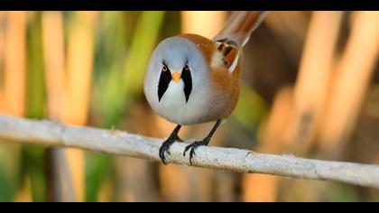 Bıyıklı baştankara