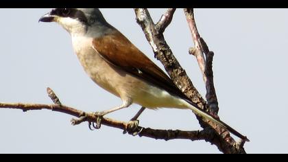 Kızılsırtlı örümcekkuşu