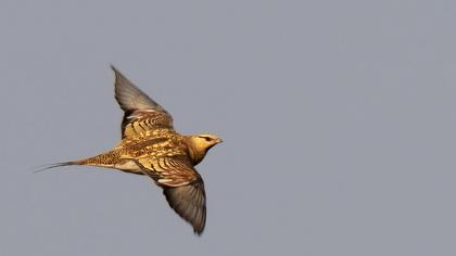 Kılkuyruk bağırtlak