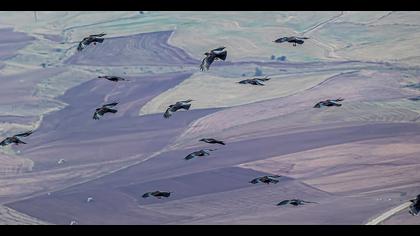 Kırmızıgagalı dağ kargası