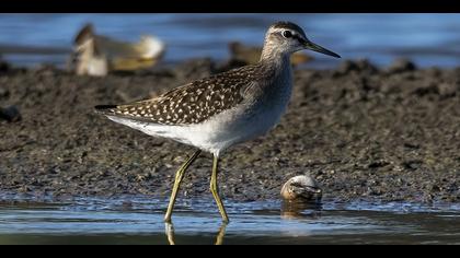 Orman düdükçünü