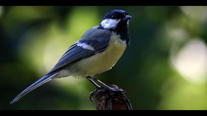 Büyük baştankara » Great Tit » Parus major