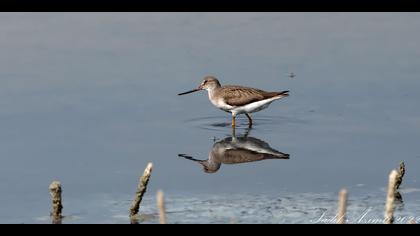 Terek düdükçünü