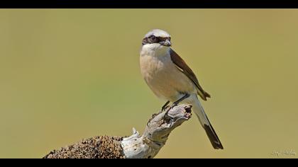 Kızılsırtlı örümcekkuşu