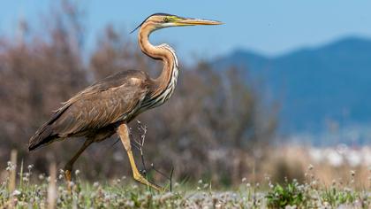 Erguvani balıkçıl