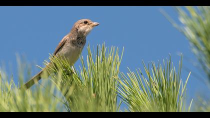 Kızılsırtlı örümcekkuşu
