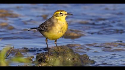 Sarıbaşlı kuyruksallayan