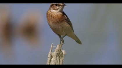 Çayır taşkuşu » Whinchat » Saxicola rubetra