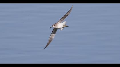 Orman düdükçünü