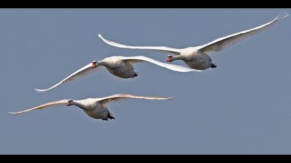 Kuğu » Mute Swan » Cygnus olor