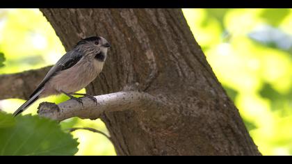 Uzunkuyruklu baştankara