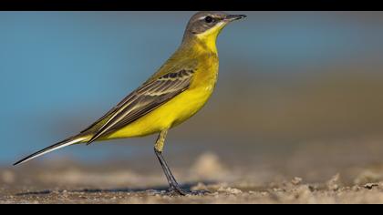 Sarı kuyruksallayan