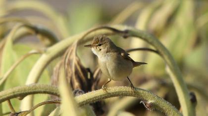 Çalı kamışçını