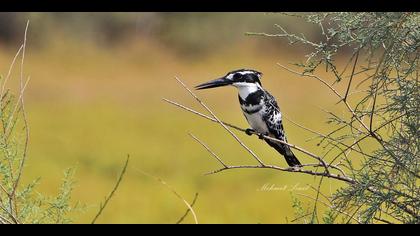 Alaca yalıçapkını » Pied Kingfisher » Ceryle rudis