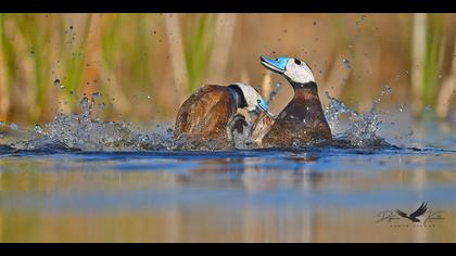 Dikkuyruk » White-headed Duck » Oxyura leucocephala