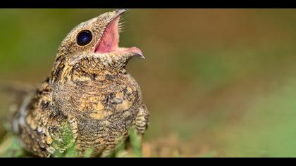 Çobanaldatan » European Nightjar » Caprimulgus europaeus