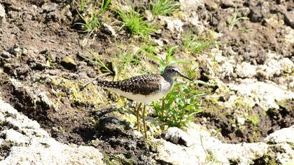 Orman düdükçünü