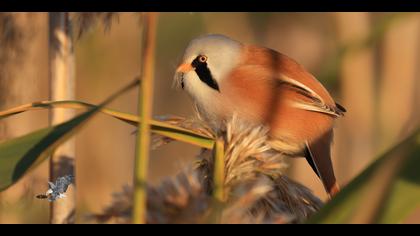 Bıyıklı baştankara