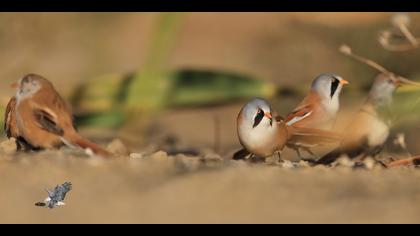 Bıyıklı baştankara