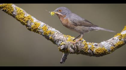 Bıyıklı ötleğen