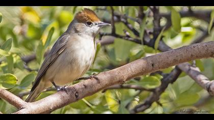 Karabaşlı ötleğen