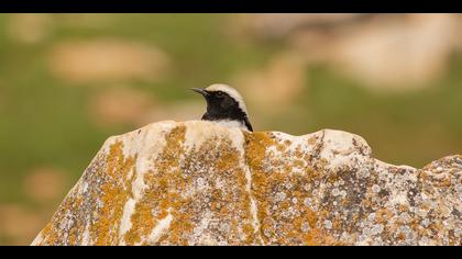 Aksırtlı kuyrukkakan