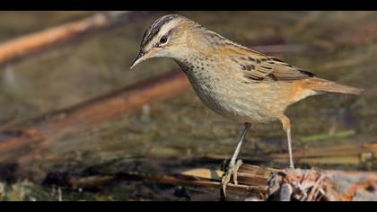 Kındıra kamışçını