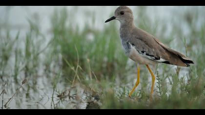 Akkuyruklu kızkuşu