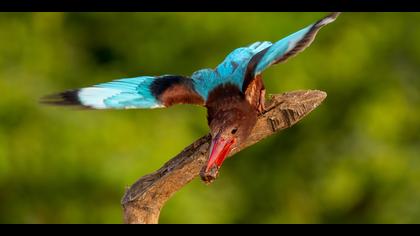 İzmir yalıçapkını