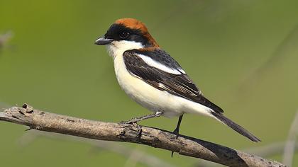 Kızılbaşlı örümcekkuşu