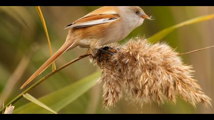 Bıyıklı baştankara