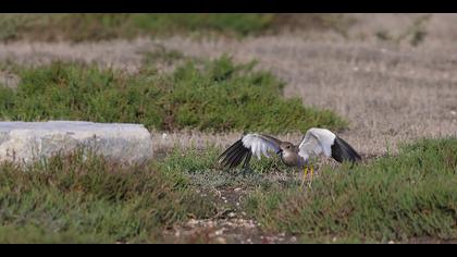 Akkuyruklu kızkuşu