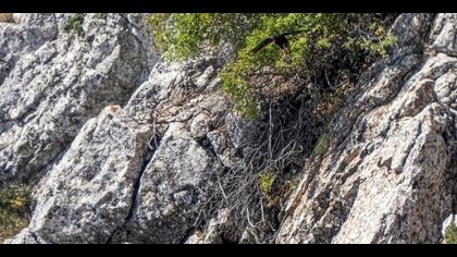 Kırmızıgagalı dağ kargası