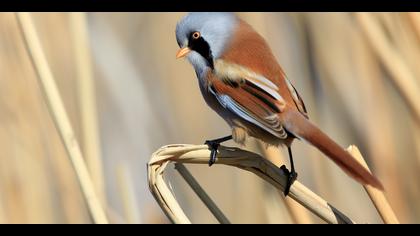 Bıyıklı baştankara