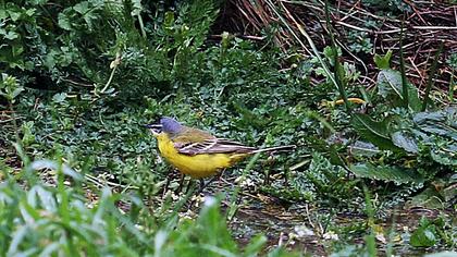 Sarı kuyruksallayan