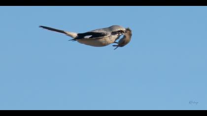 Büyük örümcekkuşu