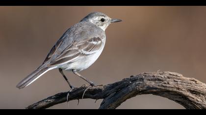 Sarıbaşlı kuyruksallayan