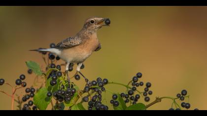 Karakulaklı kuyrukkakan