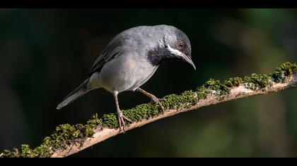 Karaboğazlı ötleğen