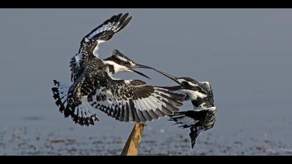 Alaca yalıçapkını