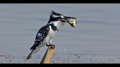 Alaca yalıçapkını
