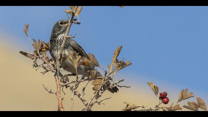 Karagerdanlı ardıç