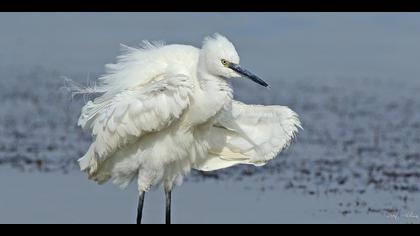 Küçük ak balıkçıl