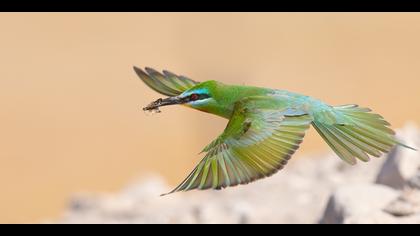 Yeşil arıkuşu » Blue-cheeked Bee-eater » Merops persicus