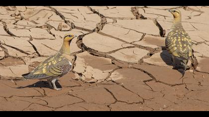 Kılkuyruk bağırtlak